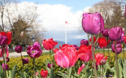 Tulips on Main Mall with the Canadian Flag in the distance, taken spring 2017. 